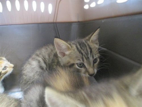 NIKO - Domestic Short Hair available for adoption