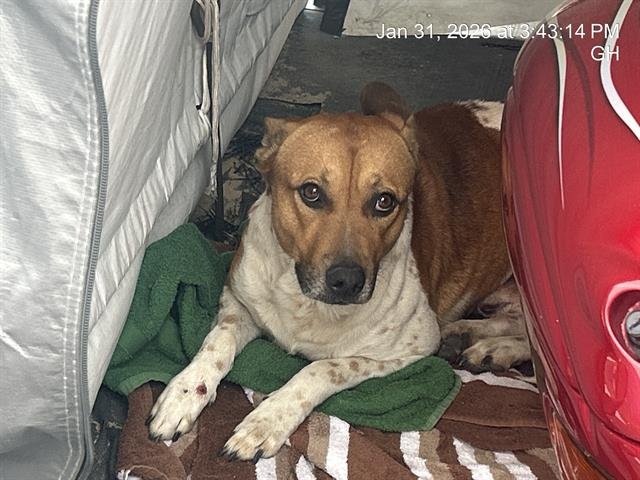 ROCKY - Australian Cattle Dog/Blue Heeler available for adoption