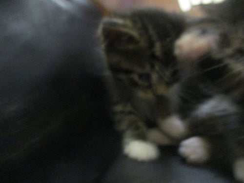 NONA - Domestic Short Hair available for adoption