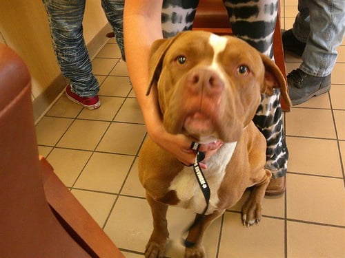 RANDY SAVAGE - American Staffordshire Terrier available for adoption