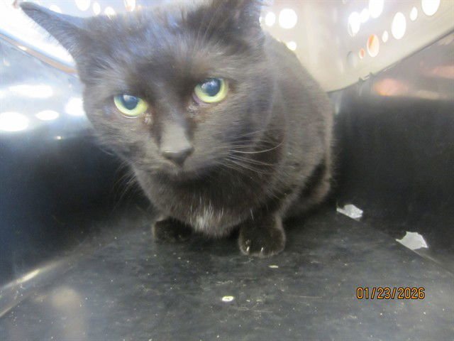 SHADOW - Domestic Short Hair available for adoption