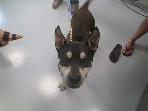 A382877 - American Pit Bull Terrier available for adoption
