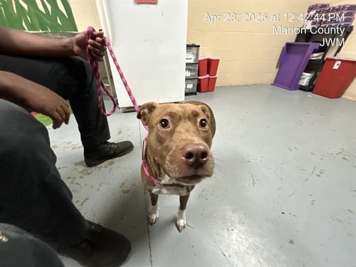 GIGI - American Pit Bull Terrier available for adoption