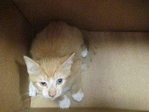 RAYMAN - Domestic Short Hair available for adoption