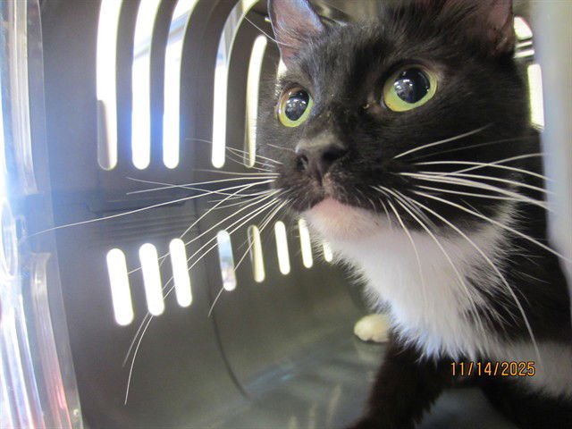 OREO - Domestic Short Hair available for adoption