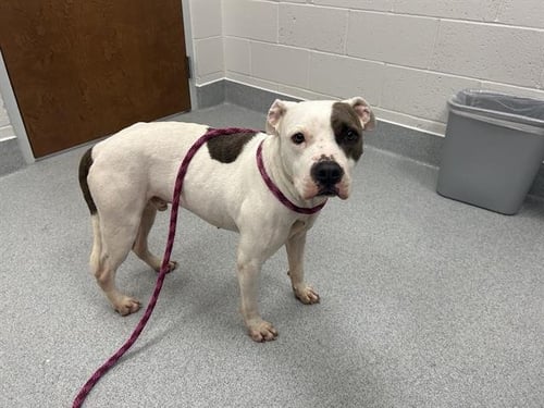 BUDDY - American Pit Bull Terrier available for adoption