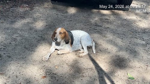 ARYA - Bluetick Coonhound available for adoption