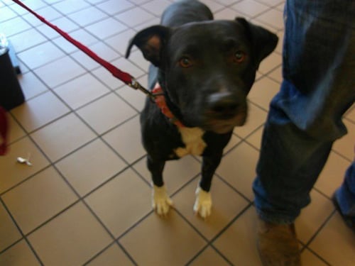 MARCO - Labrador Retriever available for adoption