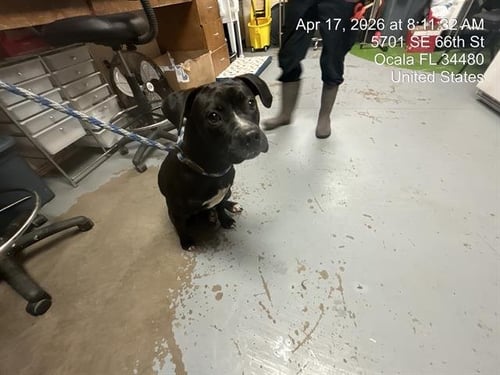 MARLIN - American Pit Bull Terrier / Labrador Retriever available for adoption