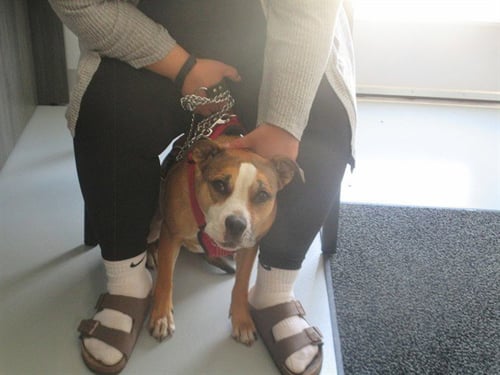 DESTINY - American Staffordshire Terrier / Boxer available for adoption