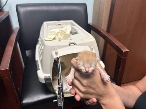 PUMPKIN - Domestic Short Hair available for adoption
