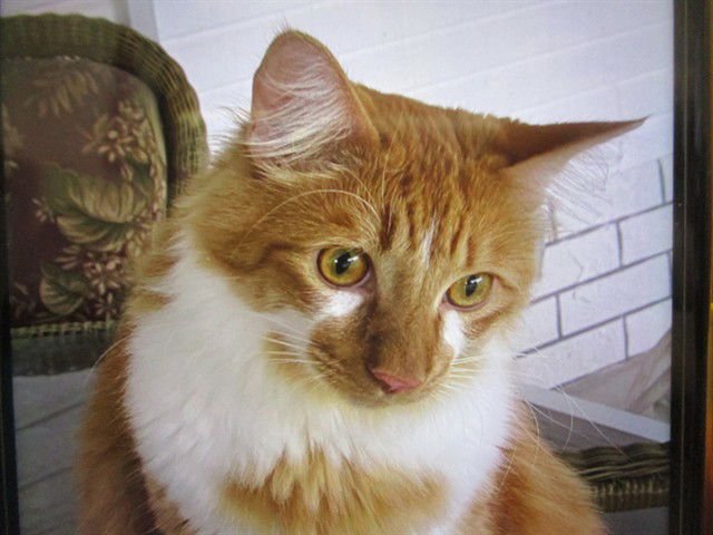 PUMPKIN - Domestic Short Hair available for adoption