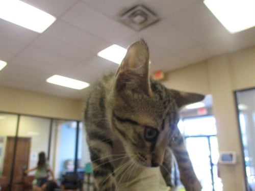 A382520 - Domestic Short Hair available for adoption