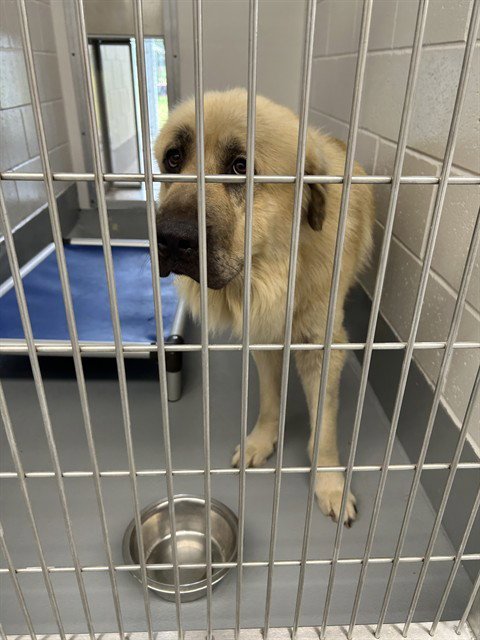 TOBY - Anatolian Shepherd available for adoption