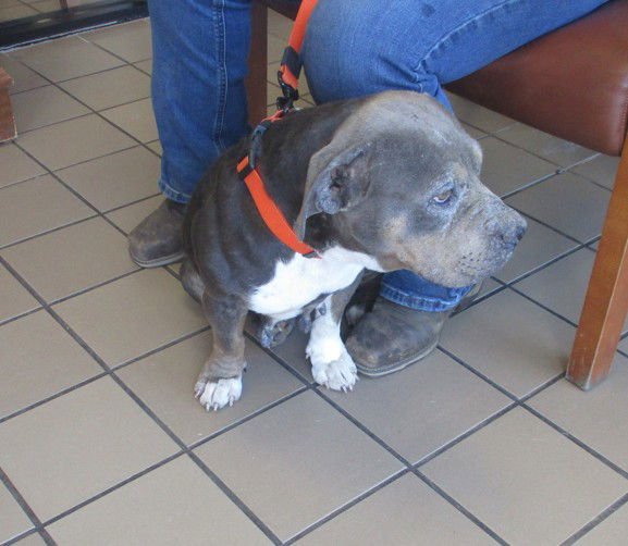 ETHEL - American Pit Bull Terrier available for adoption