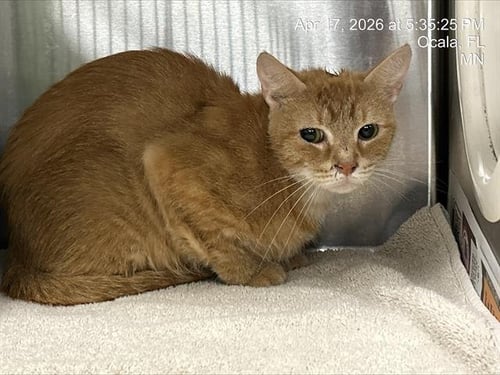 JAZZIE - Domestic Short Hair available for adoption