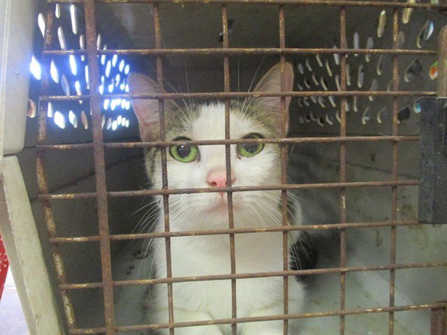 WILLOW - Domestic Short Hair available for adoption