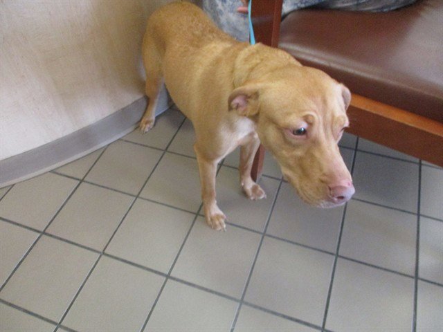 ANNIE Image