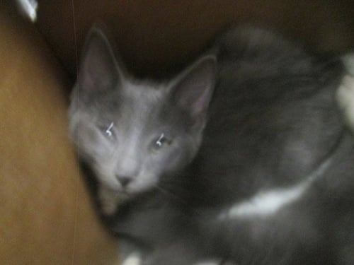 ANNALISE - Domestic Short Hair available for adoption