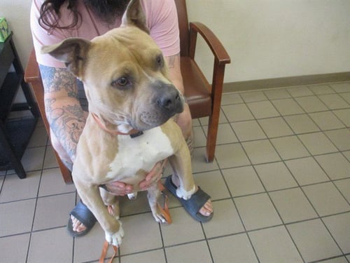 GRAHAM - American Pit Bull Terrier available for adoption