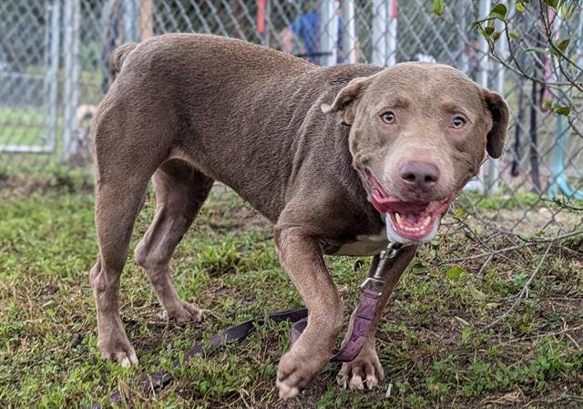 OCEAN - Labrador Retriever / Chesapeake Bay Retriever available for adoption