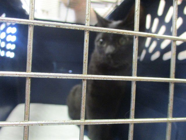 A377291 - Domestic Short Hair available for adoption