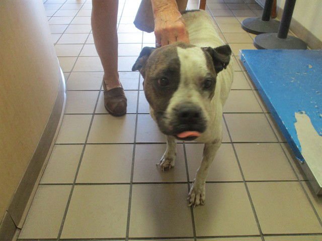 DARLA - Boxer / American Pit Bull Terrier available for adoption