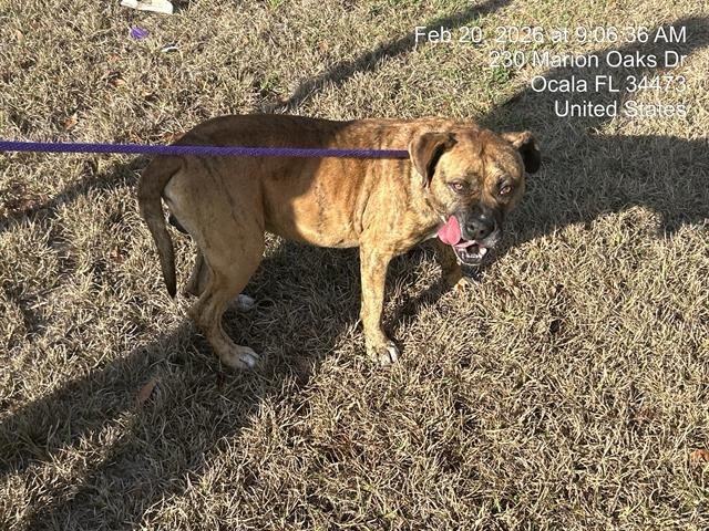 HOSS - Boxer available for adoption