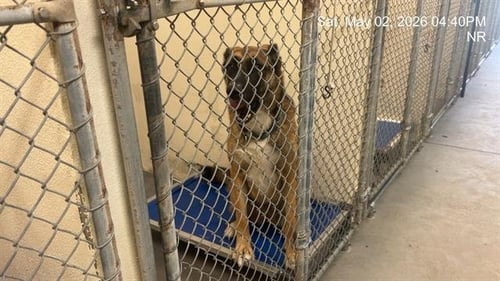 NYLA - Belgian Shepherd Malinois available for adoption