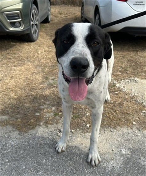 JOSEPH - Anatolian Shepherd available for adoption