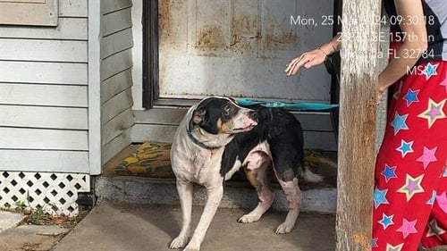 MAX - American Pit Bull Terrier available for adoption