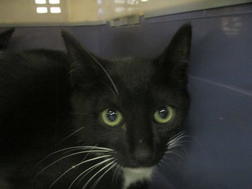ALEXANDER - Domestic Short Hair available for adoption