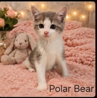 POLAR BEAR - Photo 1