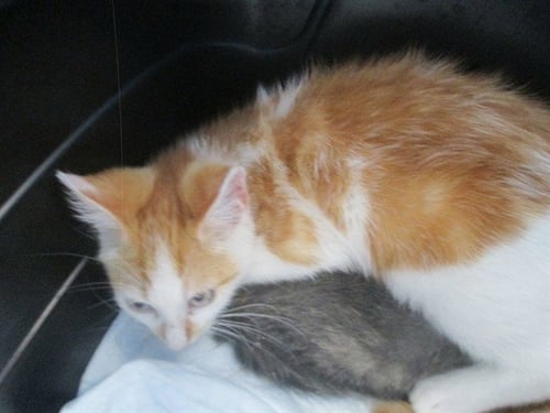 A382691 - Domestic Short Hair available for adoption