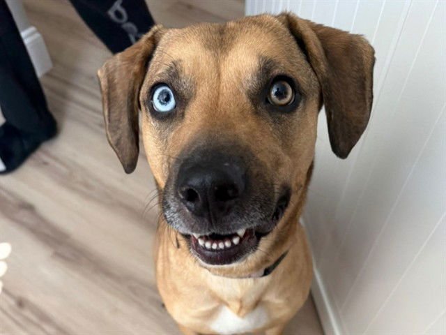 JUDY - Black Mouth Cur available for adoption