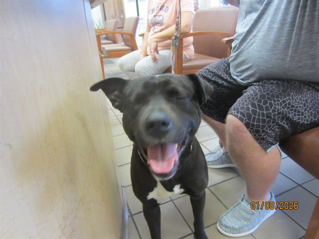 KEATON - American Staffordshire Terrier available for adoption