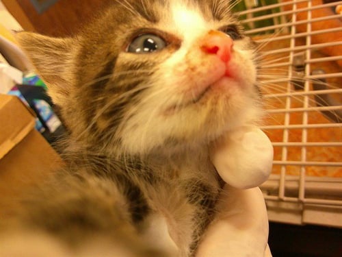 JON - Domestic Short Hair available for adoption