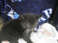 SAMMY - Photo 1
