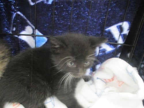 SAMMY - Domestic Short Hair available for adoption