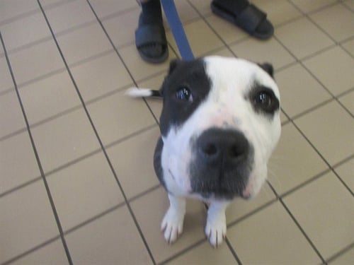 DOUGAL - Staffordshire Bull Terrier available for adoption