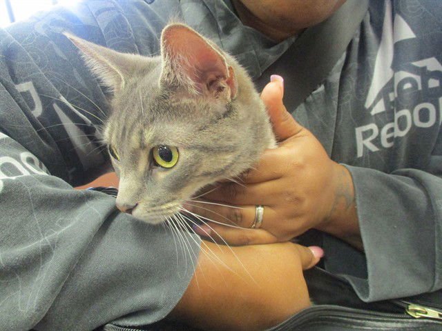 DUTCHESS - Domestic Short Hair available for adoption