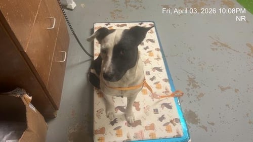 SERENITY - Border Collie available for adoption