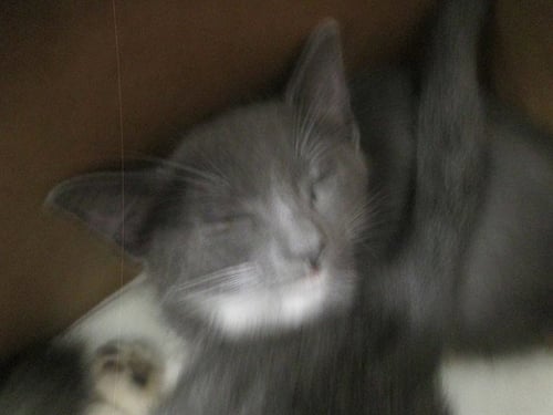 XANDER - Domestic Short Hair available for adoption