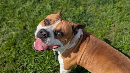CHICO - American Pit Bull Terrier available for adoption