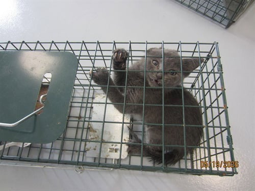 A382679 - Domestic Short Hair available for adoption