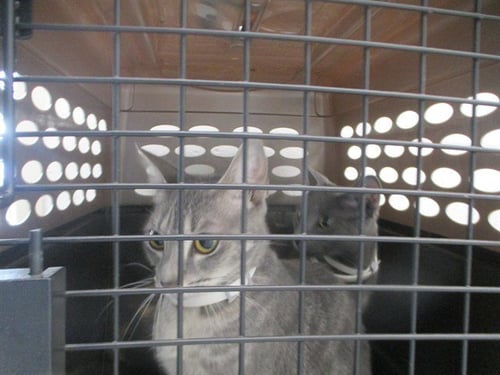 SALLY - Domestic Short Hair available for adoption