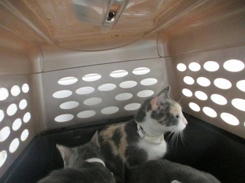 RACHEL - Domestic Short Hair available for adoption