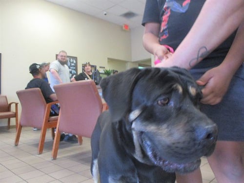 HUGO - Mastiff available for adoption