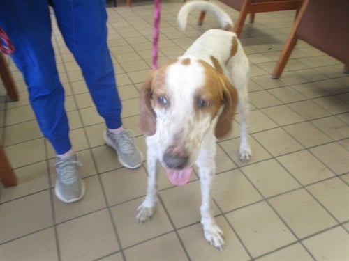 CURLY - Hound available for adoption
