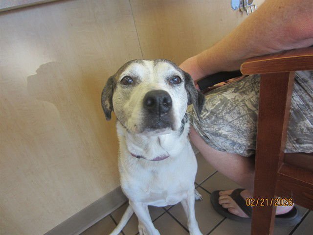 SADIE - Hound available for adoption